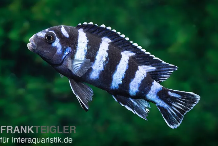 Demasons Maulbrüter, Pseudotropheus demasoni, DNZ