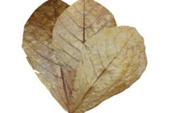 Dennerle Catappa Leaves, Seemandelbaumblätter, 10 Stück