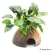 Dennerle Coco Cave mit Anubias, Anubias nana, auf Kokosnusshälfte
