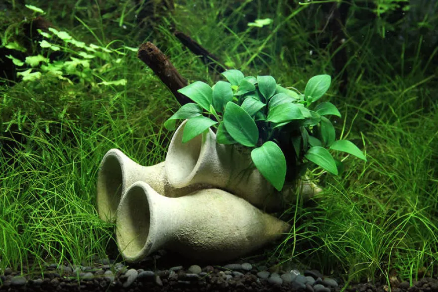 Dennerle Garnelen-Amphore, Anubias nana "Bonsai" auf 3er Tonamphore