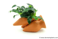 Dennerle Garnelen-Amphore, Anubias nana