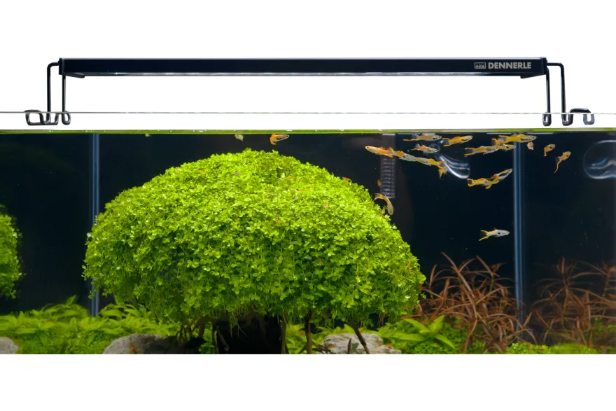 Dennerle Trocal Flat 40, LED-Aufsatzleuchte, 40-45 cm (Auslaufartikel)