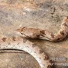 Diademnatter, Spalerosophis diadema