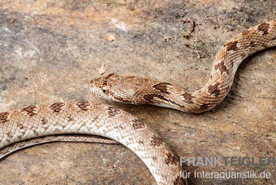 Diademnatter, Spalerosophis diadema