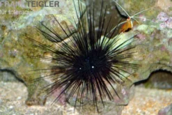 Diadem-Seeigel, Diadema setosum