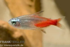 Diamant-Neonsalmler, Paracheirodon innesi