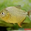 Diamant-Piranha, Pygocentrus ternetzi