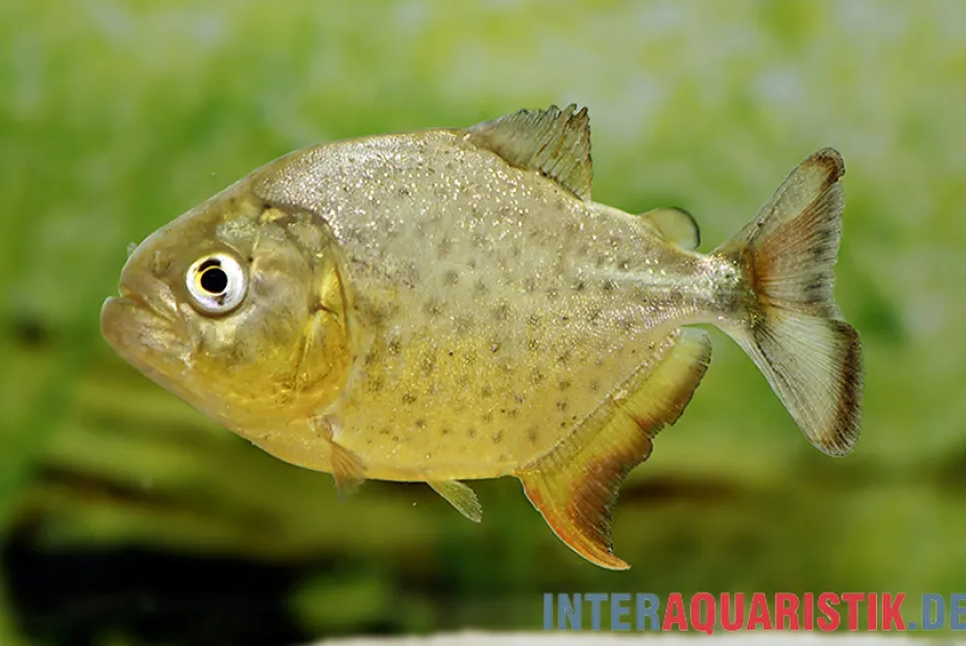 Diamant-Piranha, Pygocentrus ternetzi