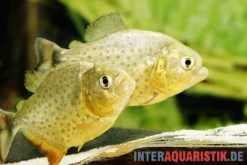 Diamant-Piranha, Pygocentrus ternetzi