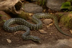 Diamantpython, Morelia spilota spilota