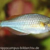 Diamantregenbogenfisch, Melanotaenia praecox