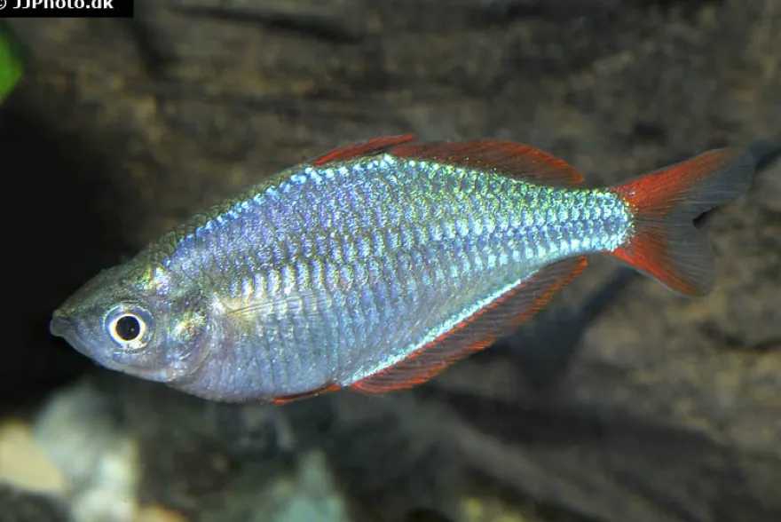 Diamantregenbogenfisch, Melanotaenia praecox
