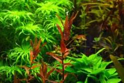 Dichtblättrige Rotala, Rotala macrandra, In Vitro