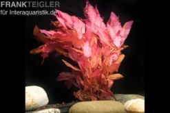 Dichtblättrige Rotala, Rotala macrandra "Narrow Red", im Topf