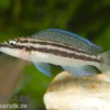 Dickfelds Schlankcichlide, Julidochromis dickfeldi
