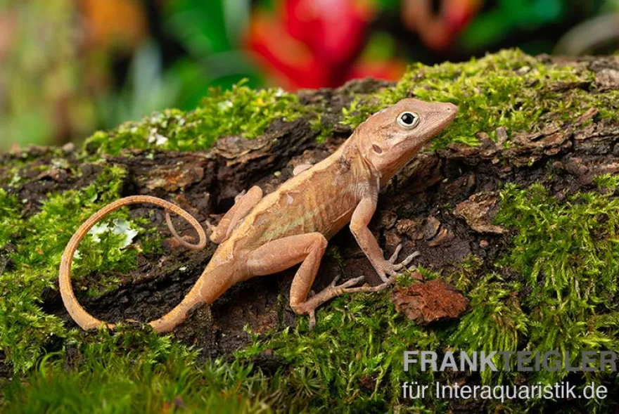 Dickkopfanolis, Anolis cybotes, Ohne Geschlechtsauswahl