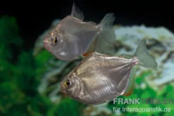 Dickkopf-Scheibensalmler, Metynnis hypsauchen, 3-4 cm