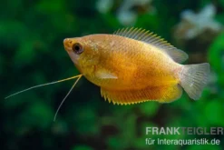 Dicklippiger Fadenfisch orange, Colisa labiosa “Orange“
