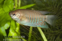 Dicklippiger Fadenfisch, Trichogaster labiosa