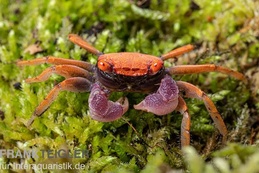 Disco-Vampirkrabbe, Geosesarma tiomanicum, Zufällig ausgewählt
