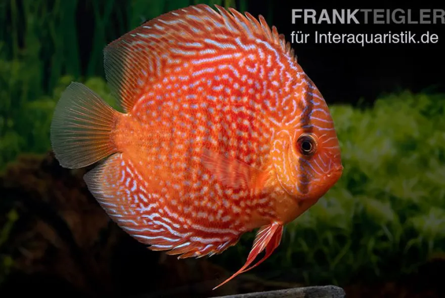 Diskusfisch ASIA-NZ, Symphysodon discus Leopard snakeskin (Red spotted snake), 2 Zoll, 5-6 cm