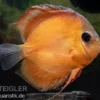 Diskusfisch ASIA-NZ, Symphysodon discus Rose red, 2 Zoll, 5-6 cm