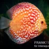Diskusfisch ASIA-NZ, Symphysodon discus Red Magic, 2 Zoll, 5-6 cm