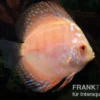 Diskusfisch ASIA-NZ, Symphysodon discus White Scorpion, 5-6 cm