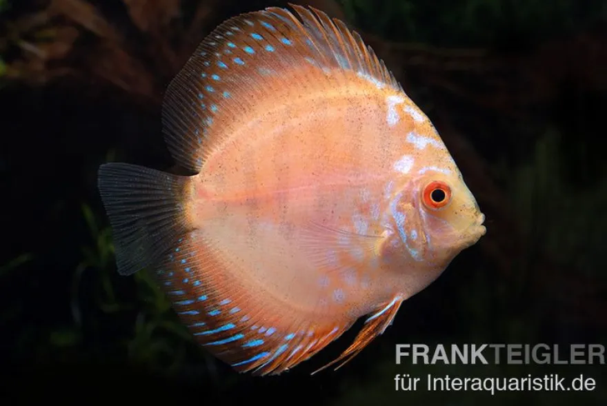Diskusfisch ASIA-NZ, Symphysodon discus White Scorpion, 5-6 cm