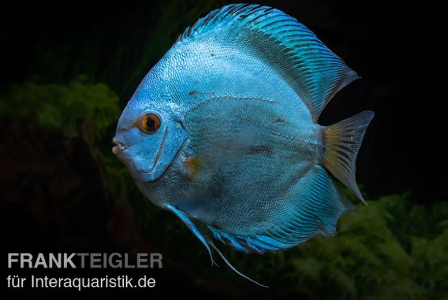 Diskusfisch ASIA-NZ, Symphysodon discus Blue Sapphire, 2 Zoll, 5-6 cm