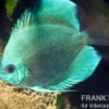 Diskusfisch ASIA-NZ, Symphysodon discus Cobalt Blue, 2 Zoll, 5-6 cm