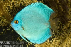 Diskusfisch ASIA-NZ, Symphysodon discus Cobalt Blue, 2 Zoll, 5-6 cm