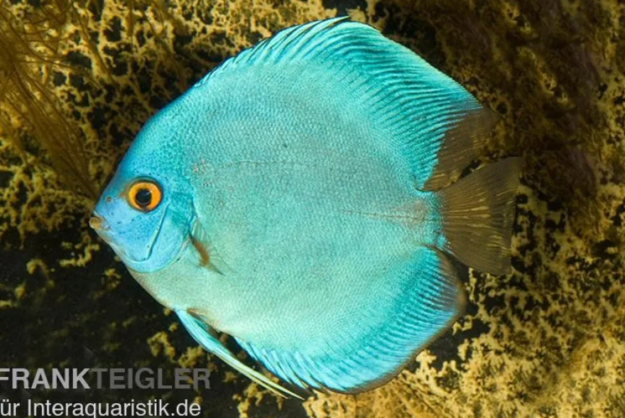 Diskusfisch ASIA-NZ, Symphysodon discus Cobalt Blue, 2 Zoll, 5-6 cm