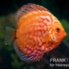 Diskusfisch ASIA-NZ, Symphysodon discus Pigeon snake red turquoise, 2 Zoll, 5-6 cm