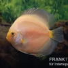 Diskusfisch ASIA-NZ, Symphysodon discus Snow white, 2 Zoll, 5-6 cm