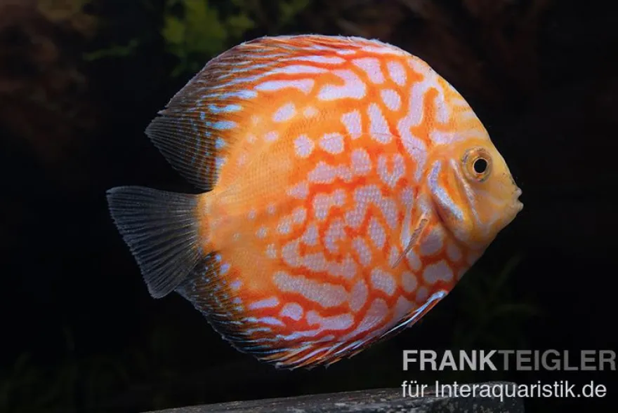 Diskusfisch ASIA-NZ, Symphysodon discus White Pigeon, 2 Zoll, 5-6 cm
