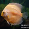 Diskusfisch ASIA-NZ, Symphysodon discus Golden Panda, 2 Zoll, 5-6 cm