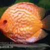 Diskusfisch ASIA-NZ, Symphysodon discus Pigeon snake, 2 Zoll, 5-6 cm