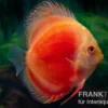 Diskusfisch ASIA-NZ, Symphysodon discus Marlboro Red, 2 Zoll, 5-6 cm