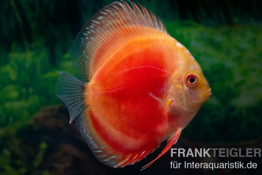 Diskusfisch ASIA-NZ, Symphysodon discus Marlboro Red, 2 Zoll, 5-6 cm