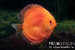 Diskusfisch ASIA-NZ, Symphysodon discus Super Red pigeon blood, 2 Zoll, 5-6 cm