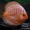 Diskusfisch ASIA-NZ, Symphysodon discus Snake Skin Red spotted, 2 Zoll, 5-6 cm