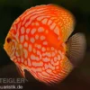 Diskusfisch ASIA-NZ, Symphysodon discus Star trek