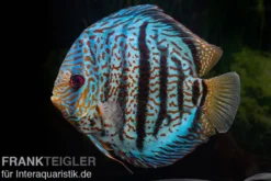 Diskusfisch ASIA-NZ, Symphysodon discus Red spotted green, 2 Zoll, 5-6 cm