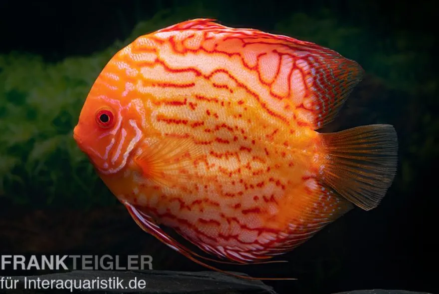 Diskusfisch ASIA-NZ, Symphysodon discus Red spider, 2 Zoll, 5-6 cm