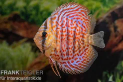 Diskusfisch ASIA-NZ, Symphysodon discus Leopard
