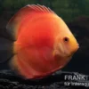 Diskusfisch ASIA-NZ, Symphysodon discus Red Velvet, 2 Zoll, 5-6 cm