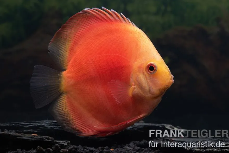 Diskusfisch ASIA-NZ, Symphysodon discus Red Velvet, 2 Zoll, 5-6 cm