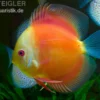 Diskusfisch ASIA-NZ, Symphysodon discus Red doll (Red melon), 2 Zoll, 5-6 cm