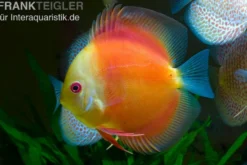 Diskusfisch ASIA-NZ, Symphysodon discus Red doll (Red melon), 2 Zoll, 5-6 cm